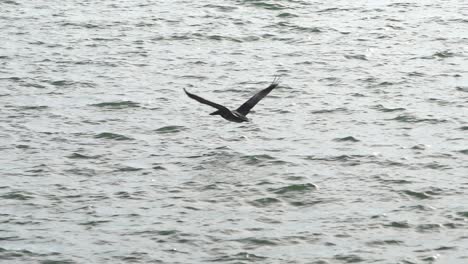 Zeitlupenaufnahme-Des-Pelikans,-Der-Tief-über-Das-Wasser-Fliegt