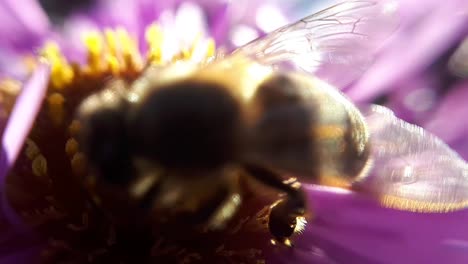 Close-Up-Macro-Shot-of-a-Honey-Bee-on-a-Garden-Flower