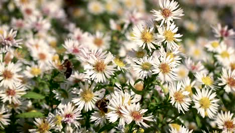 Biene-Auf-Blumen-Sammeln-Pollen-Makro-Nahaufnahme-13