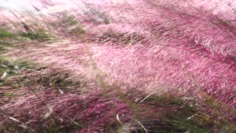 Slow-motion-close-up-shot-of-red-sea-grass-swaying-in-the-wind