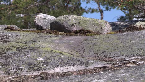 Bedrock,-granite-in-Finland