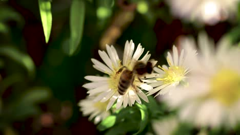 Bee-on-flowers-collecting-pollen-macro-closeup-9
