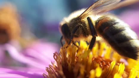 Close-Up-Macro-Shot-of-a-Honey-Bee-on-a-Garden-Flower-1