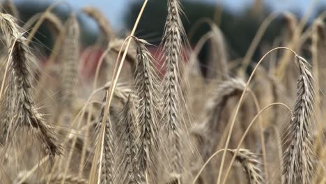 Close-up-of-barley-in-Bavaria,-Germany