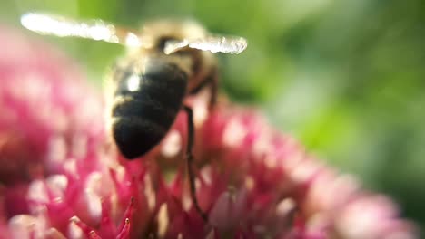 Macro-Close-Up-Of-a-Honey-Bee-on-a-Garden-Flower-4