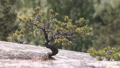 Small-tree-growing-in-bedrock,-granite,-in-Finland