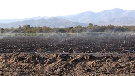 Irrigation-Sprinkler-in-Southern-California,-USA-3