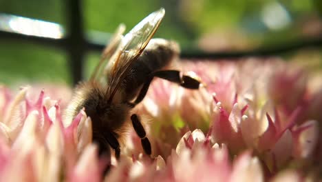 Macro-Close-Up-Of-a-Honey-Bee-on-a-Garden-Flower