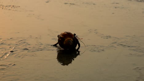 A-Hermit-Crab-walking-on-a-sea-beach-during-golden-hour-2