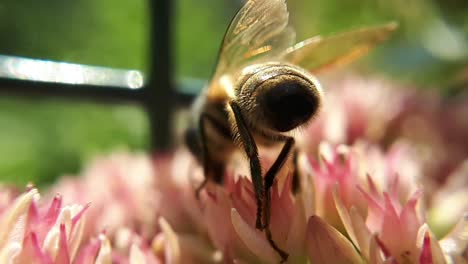 Macro-Close-Up-Of-a-Honey-Bee-on-a-Garden-Flower-1