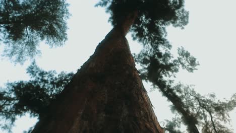 Panning-shot-of-a-big-Tamarix-tree