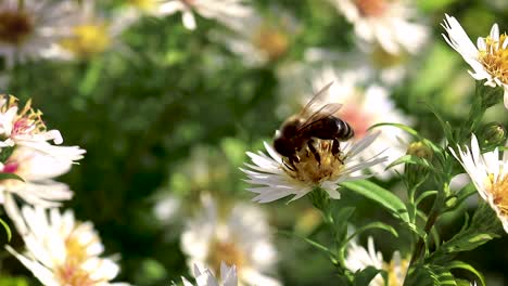 Bee-on-flowers-collecting-pollen-macro-closeup-16