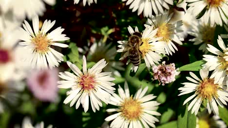 Bee-on-flowers-collecting-pollen-macro-closeup-12