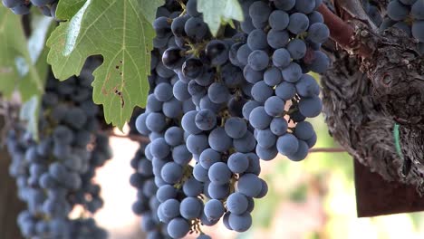 Close-up-of-bunch-of-red-wine-grapes-in-Napa-Valley-prior-to-harvest,-California,-USA