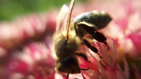 Macro-Close-Up-Of-a-Honey-Bee-on-a-Garden-Flower-2