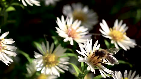 Bee-on-flowers-collecting-pollen-macro-closeup-8