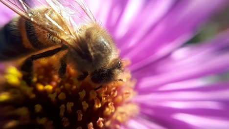 Close-Up-Macro-Shot-of-a-Honey-Bee-on-a-Garden-Flower-2