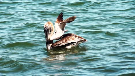 Seagull-tries-to-steal-food-from-pelican-while-sitting-on-its-back,-slow-motion