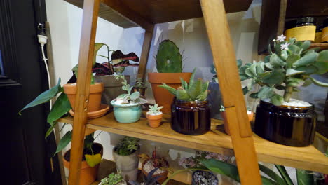 Pan-around-an-assortment-of-indoor-plants-on-a-stand-in-a-hairdresser-salon