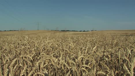 Wheat-field-in-Magdeburger-Boerde,-Germany