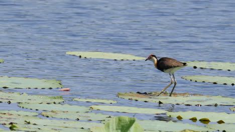 Jacana-Bird-walking-on-water