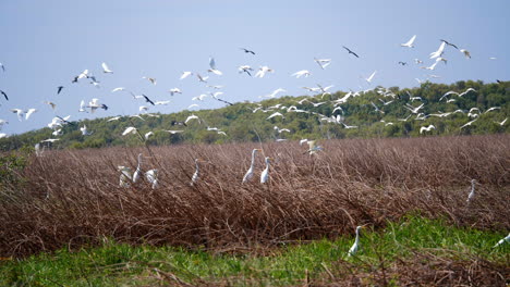 Flock-of-stalks-flying-zoom-out