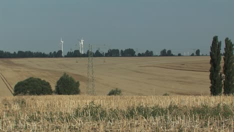 Harvested-wheat-field-in-Magdeburger-Boerde,-Germany-1
