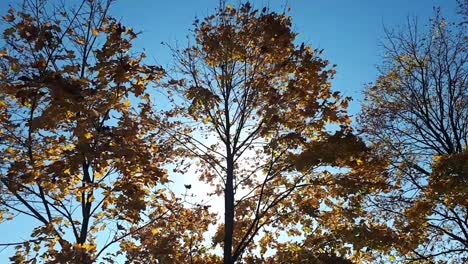 Herbstblätter-Fallen-An-Einem-Sonnigen-Tag-Von-Den-Bäumen