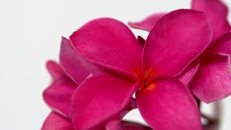 Slider-shot-of-bright-pink-Frangipani-flower-on-white-background