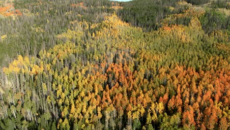 Aerial-dolly-up-over-colorful-mountain-forest-in-fall