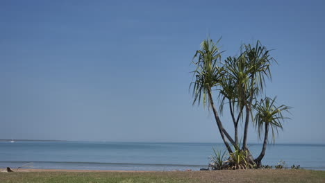 Palm-tree-next-to-the-beach