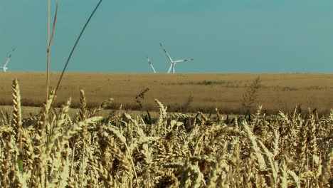 Wheat-field-in-Magdeburger-Boerde-with-wind-turbines,-Germany