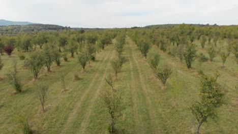 Flying-a-drone-over-a-plum-tree-garden-in-Omurtag,-Bulgaria---October-5th,-2018