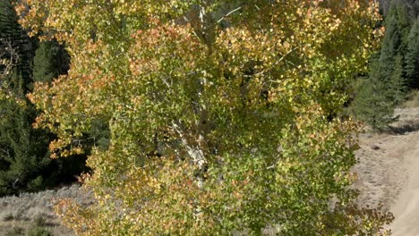 Nach-Oben-Dolly-Baum-Mit-Herbstfarben-Und-Wald-Im-Hintergrund