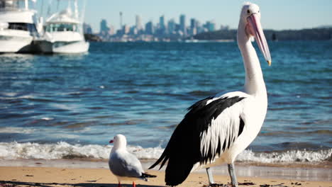 Pelikan-Mit-Blick-Auf-Sydney-Cbd