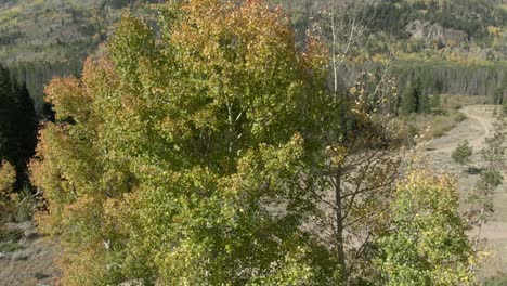 Aerial-dolly-of-Aspen-tree-with-fall-colors-in-Colorado