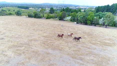Horses-galloping-in-open-field