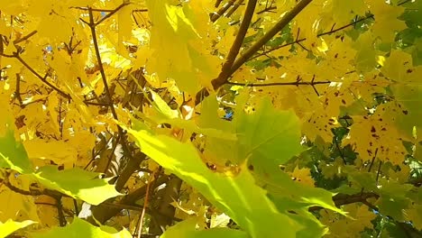 Gelbes-Herbstlaub-An-Einem-Baum