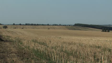 Harvested-wheat-field-in-Magdeburger-Boerde,-Germany