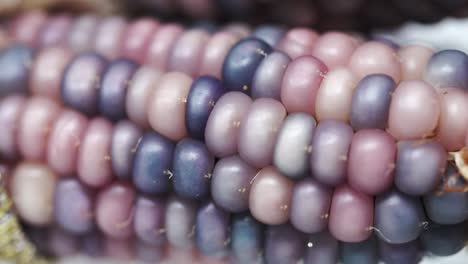 Macro-slide-onto-pink-and-purple-indian-gem-corn