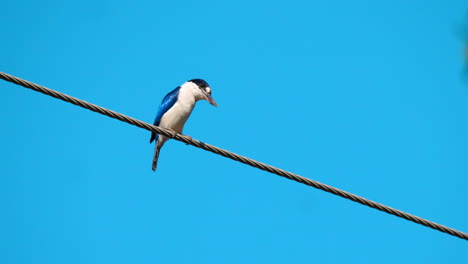 Australian-Kingfisher-on-power-line