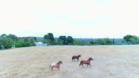 Following-horses-in-an-open-field