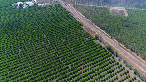 Aerial-shots-of-Mango-farm-from-above