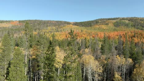 Upward-dolly-to-colorful-forest-in-fall