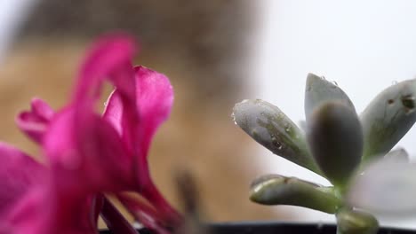 Regentropfen-In-Zeitlupe-Auf-Sukkulenten-Und-Rosa-Frangipani-Blume