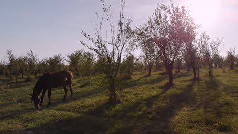 Horse-is-grazing-in-plum-tree-field,-Omurtag,-Bulgaria---October-5th,-2018