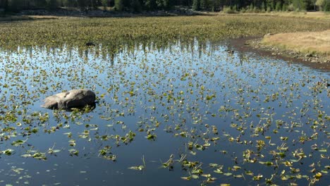 Dolly-over-lake-with-lily-pads-and-mountain-reflection