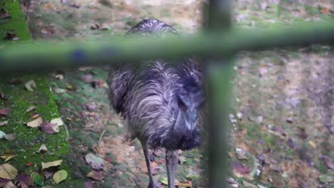 An-Ostrich-Walking-In-The-Exhabition-Cage