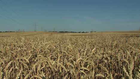 Pan-shot-over-wheat-field-in-Magdeburger-Boerde,-Germany