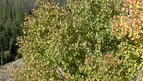 Pfanne-Von-Links-Nach-Rechts-Von-Espenbaumblättern-Mit-Herbstfarben